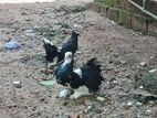 Fantail Pigeon