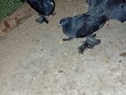 Fantail Chicken