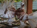 Fantail Chicks Pair