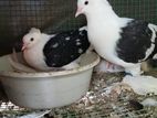Fantails Birds