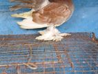 Fantail