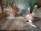 Fantail Pigeon