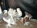 Fantil Pigeon