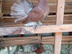 Fantail Pigeon