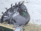 Pigeon