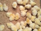 Farm Chicks