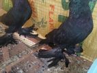 Pigeon
