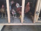 Country Chicken