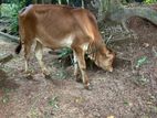 Farm Cow