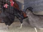 Farm Chickens