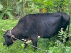 Farm Cow
