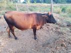 Farm Animals
