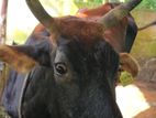 Farm Cow