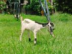 Farm Goats