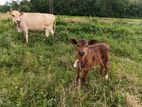 Farm Animals