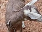 Saanen Goats