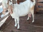Goat - Eluwo