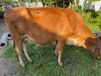 Farm Cow