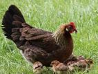 farm chicken