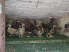 Farm Chicken