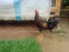 Farm Chicken