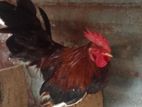 Farm Chicken