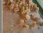 Farm Chicks