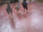 Farm Chicken