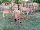 Farm Cow