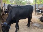 Farm cow