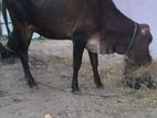 Farm cow
