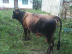 Farm Cow