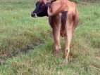 Farm Cow