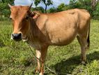 Farm Cow
