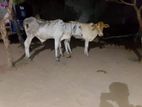 Farm Cow