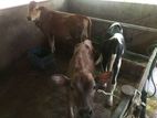 Farm Cows