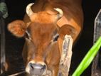 Farm Cow