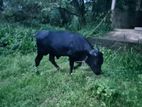 Farm Cow
