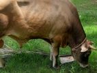 Farm Cow