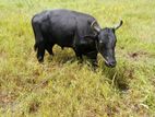Farm Cow