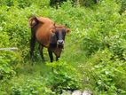 Farm Cow