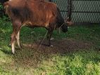 Farm Cow