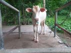 Farm Cow