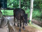 Farm Cow