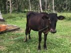 Farm Cow