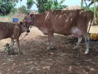 Farm Cow
