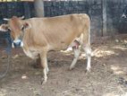Farm cow