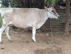Farm Cow