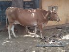 Farm Cows
