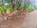 Farm Cow
